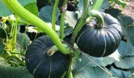 柳州吃瓜事件网红,网红引发的网络狂欢与争议