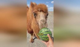 骆驼吃瓜免费图片高清,高清画面展现自然和谐